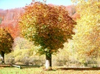 Automne