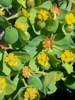 Printemps